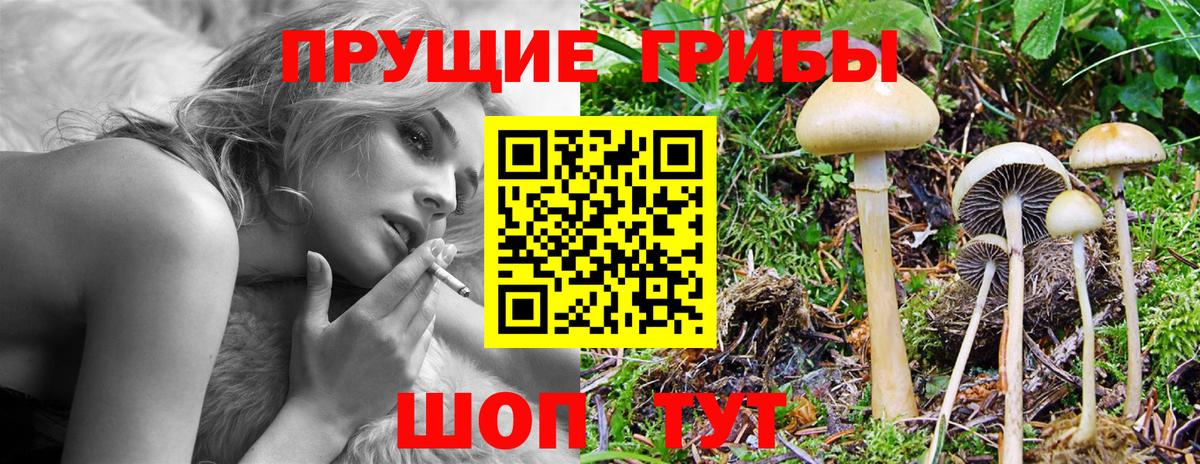 Шарыпово  Галлюциногенные грибы Psilocybine cubensis  Вход с VPN 